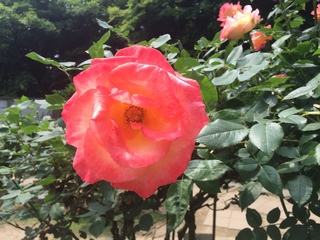 2015-05-28 10.20.36.jpg