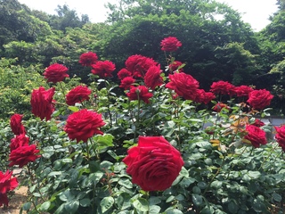 2015-05-28 10.21.00.jpg